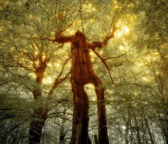 Ein Wald mit Bäumen und Baumkronen von unten gegen das Licht fotografiert. Der große Baum in der Mitte des Bildes erinnert in seiner Form an einen überdimensional großen Menschen.