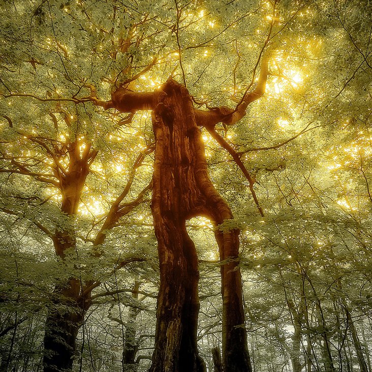 Ein Wald mit Bäumen und Baumkronen von unten gegen das Licht fotografiert. Der große Baum in der Mitte des Bildes erinnert in seiner Form an einen überdimensional großen Menschen.